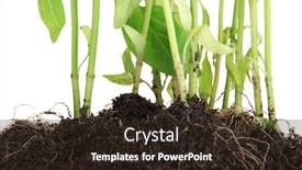  Presentation with pepper - Slide set with pepper seedlings close up background and a wine colored foreground