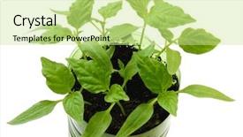  Presentation with plastic container - Colorful slide set enhanced with pepper seedlings growing in plastic backdrop and a soft green colored foreground