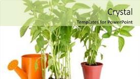  Presentation with garden tools - Slide set with pepper seedlings with garden tools isolated on white background and a soft green colored foreground