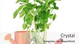  Presentation with garden tools - Theme featuring pepper seedlings with garden tools isolated on white background and a white colored foreground