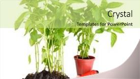  Presentation with garden tools - Amazing theme having pepper seedlings with garden tools isolated on white backdrop and a soft green colored foreground