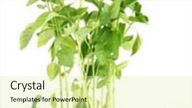  Presentation with garden tools - Colorful theme enhanced with pepper seedlings with garden tools isolated on white backdrop and a soft green colored foreground