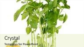  Presentation with garden tools - Cool new presentation design with pepper seedlings with garden tools isolated on white backdrop and a blonde colored foreground