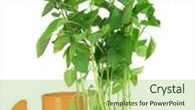  Presentation with garden tools - Presentation theme featuring pepper seedlings with garden tools isolated on white background and a yellow colored foreground