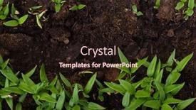  Presentation with dirt - Cool new PPT layouts with pepper-sprouts-in-dirt-outdoors backdrop and a wine colored foreground