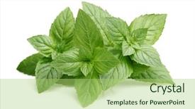  Presentation with tea leaves fresh green leaf - Slides enhanced with peppermint - fresh leaves of mint background and a  colored foreground