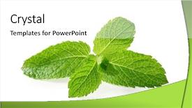  Presentation with mint - Cool new slides with peppermint - fresh mint on white background backdrop and a white colored foreground