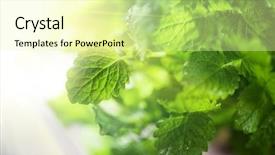  Presentation with peppermint - Audience pleasing theme consisting of peppermint - green fresh melissa leaves close backdrop and a blonde colored foreground