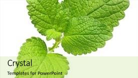  Presentation with green leaves - Theme consisting of peppermint - green lemon melissa mint leaves background and a yellow colored foreground
