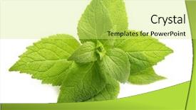  Presentation with tea leaves fresh green leaf - Colorful PPT layouts enhanced with peppermint - green mint leaves isolated backdrop and a  colored foreground