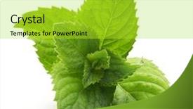  Presentation with peppermint - Theme enhanced with peppermint - green mint leaves isolated background and a yellow colored foreground