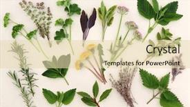 Presentation with culinary - Presentation theme featuring peppermint - herb leaf and flower selection background and a lemonade colored foreground