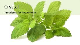  Presentation with green leaf - Cool new slides with peppermint - lemon balm fresh green leaf backdrop and a yellow colored foreground