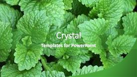  Presentation with peppermint - PPT theme having peppermint - melissa background and a shamrock green colored foreground