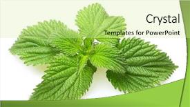  Presentation with mint - PPT theme featuring peppermint - mint leaves isolated background and a soft green colored foreground