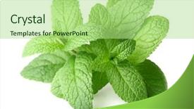  Presentation with peppermint - Audience pleasing presentation theme consisting of peppermint in closeup backdrop and a mint green colored foreground