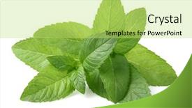  Presentation with peppermint - Amazing PPT layouts having stylish handsome young man backdrop and a gray colored foreground