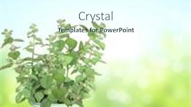  Presentation with wood rustic - Theme enhanced with peppermint-in-flowerpot-on-wooden background and a cool aqua colored foreground