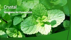  Presentation with peppermint - PPT theme enhanced with peppermint mint twigs closeup herbal background and a shamrock green colored foreground