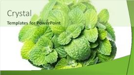  Presentation with peppermint - Cool new theme with peppermint-mint-twigs-isolated backdrop and a mint green colored foreground