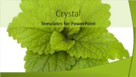  Presentation with peppermint - Audience pleasing theme consisting of peppermint-or-mint-bunch-isolated backdrop and a yellow colored foreground