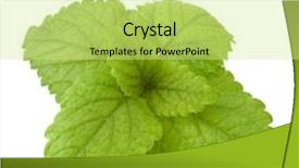  Presentation with peppermint - Amazing presentation having bergamot - peppermint or mint isolated backdrop and a soft green colored foreground