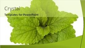  Presentation with peppermint - Presentation having peppermint-or-mint-isolated background and a yellow colored foreground