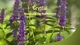  Presentation with peppermint - Slides enhanced with peppermint plant flower background and a tawny brown colored foreground