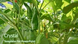  Presentation with black pepper plant - PPT theme enhanced with peppers growing in plant orchard background and a  colored foreground