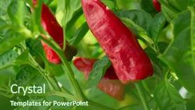  Presentation with red gold green field - Amazing slides having peppers in orchard field homestead backdrop and a forest green colored foreground