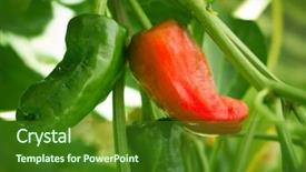  Presentation with orchard - Slides with peppers in orchard field homestead background and a forest green colored foreground