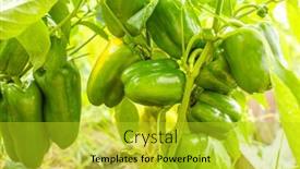  Presentation with greenhouse farm - Colorful presentation design enhanced with peppers-in-the-greenhouse-harvest backdrop and a yellow colored foreground