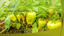  Presentation with greenhouse farm - Presentation theme consisting of peppers-in-the-greenhouse-harvest background and a yellow colored foreground