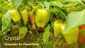  Presentation with greenhouse farm - Beautiful slide set featuring peppers-in-the-greenhouse-harvest backdrop and a tawny brown colored foreground