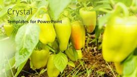  Presentation with greenhouse farm - Colorful presentation theme enhanced with peppers-in-the-greenhouse-harvest backdrop and a yellow colored foreground