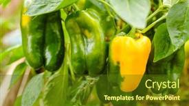 Presentation with greenhouse farm - Amazing PPT theme having peppers-in-the-greenhouse-harvest backdrop and a tawny brown colored foreground