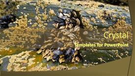  Presentation with seafood - Beautiful PPT theme featuring percebes-barnacles-seafood-in-ribadeo backdrop and a tawny brown colored foreground