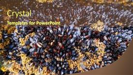  Presentation with seafood - Colorful presentation design enhanced with percebes-barnacles-seafood-in-ribadeo backdrop and a tawny brown colored foreground