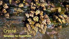  Presentation with seafood - PPT theme having percebes-barnacles-seafood-in-ribadeo background and a tawny brown colored foreground