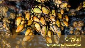  Presentation with seafood - Presentation design featuring percebes-barnacles-seafood-in-ribadeo background and a tawny brown colored foreground