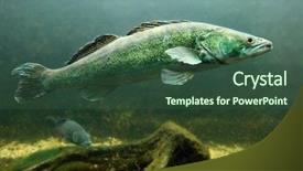  Presentation with lake fish - Colorful PPT theme enhanced with perch sander lucioperca trophy fish backdrop and a ocean colored foreground
