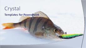  Presentation with spinning - Colorful PPT layouts enhanced with perch with spinning lure in mouth lying on snow backdrop and a sky blue colored foreground