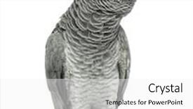  Presentation with eyes - Colorful PPT layouts enhanced with perched-african-grey-singing backdrop and a white colored foreground