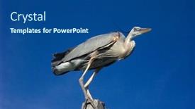  Presentation with blue sky - Beautiful PPT layouts featuring perched-blue-heron-natural-blue backdrop and a  colored foreground