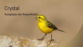  Presentation with south africa - Beautiful PPT layouts featuring perched on a rock kalahari backdrop and a coral colored foreground