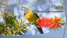  Presentation with school budget orange - Theme featuring perching on bottle brush flower background and a light blue colored foreground