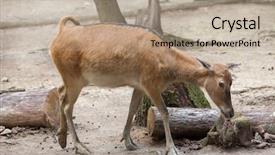  Presentation with deer - Slides enhanced with pere david's deer elaphurus davidianus also known as the milu background and a coral colored foreground