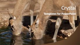  Presentation with deer - Slides having pere david's deer elaphurus background and a coral colored foreground