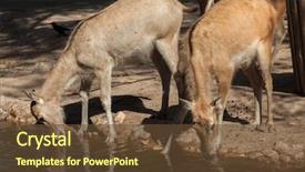  Presentation with jewish star of david - Audience pleasing presentation consisting of pere david's deer elaphurus backdrop and a tawny brown colored foreground