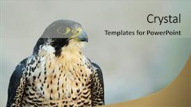  Presentation with peregrine falcon - PPT theme with peregrine - uncommon - precious - rare predator background and a light gray colored foreground